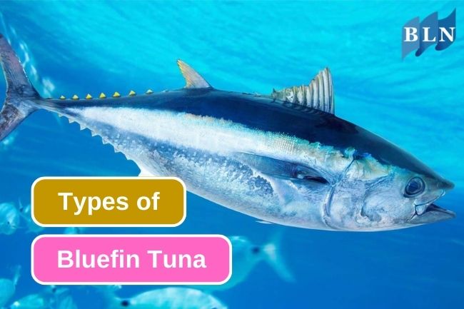 A Comparative Look at the Three Types of Bluefin Tuna